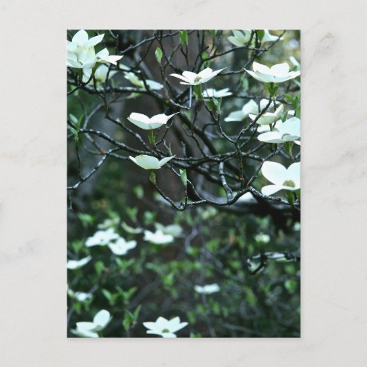 DOGWOOD TREE IN SPRINGBLOOM BRIEFKAART (Voorkant)