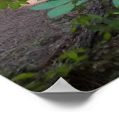 Dogwood Tree Poster (Hoek)