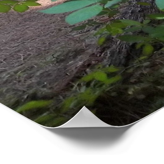 Dogwood Tree Poster (Hoek)