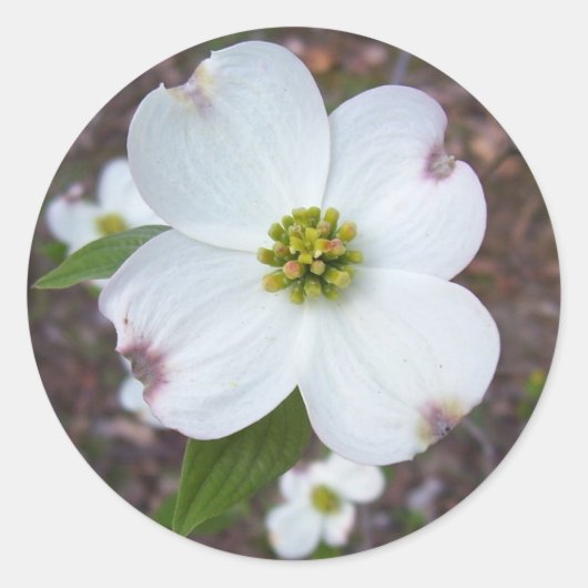 Dogwood Tree Ronde Sticker (Voorkant)