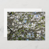 Dogwood Tree White Flower Blossom Briefkaart (Voorkant / Achterkant)
