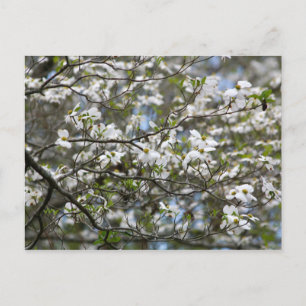 Dogwood Tree White Flower Blossom Briefkaart