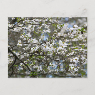 Dogwood Tree White Flower Blossom Briefkaart