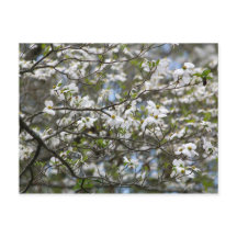 Dogwood Tree White Flower Blossom
