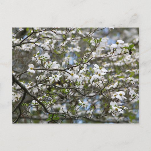 Dogwood Tree White Flower Blossom Briefkaart (Voorkant)