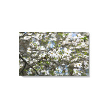 Dogwood Tree White Flower Blossom