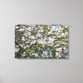 Dogwood Tree White Flower Blossom Canvas Afdruk