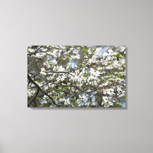Dogwood Tree White Flower Blossom Canvas Afdruk (Voorkant)
