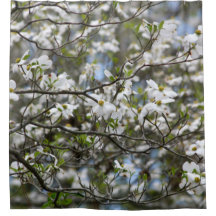Dogwood Tree White Flower Blossom