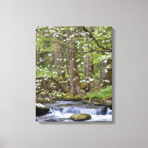 Dogwood Trees   Grote Smoky Mountain, Tennessee Canvas Afdruk
