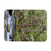 Dogwood Trees | Grote Smoky Mountain, Tennessee Magneet (Horizontaal)