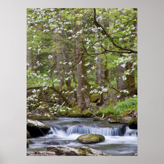 Dogwood Trees | Grote Smoky Mountain, Tennessee Poster (Voorkant)