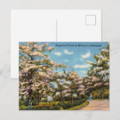 Dogwood Trees in Dixieland Briefkaart (Voorkant / Achterkant)
