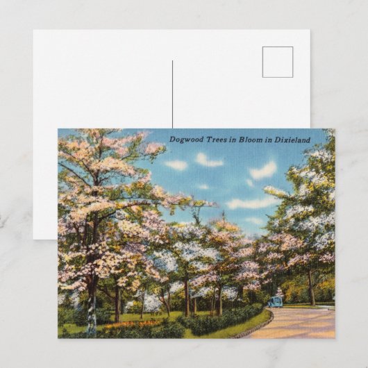 Dogwood Trees in Dixieland Briefkaart (Voorkant / Achterkant)