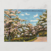 Dogwood Trees in Dixieland Briefkaart (Voorkant)