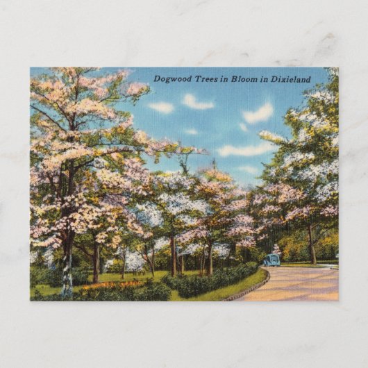 Dogwood Trees in Dixieland Briefkaart (Voorkant)