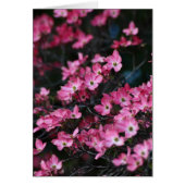 Dogwood Tree's Roze Bloem (Voorkant)