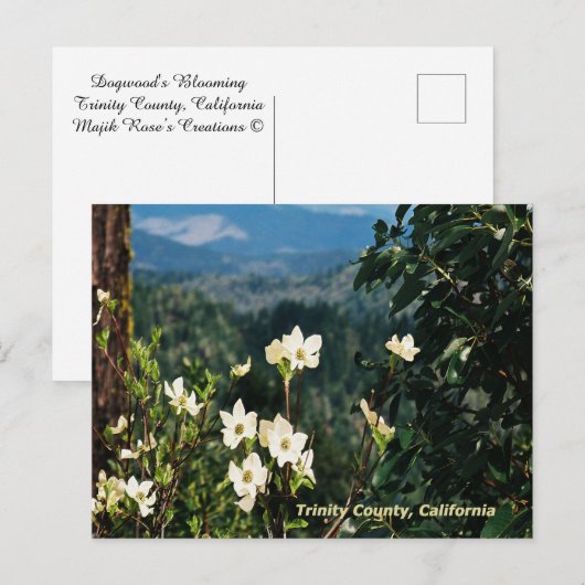 Dogwood's Blooming....... Briefkaart (Voorkant / Achterkant)