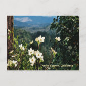 Dogwood's Blooming....... Briefkaart (Voorkant)