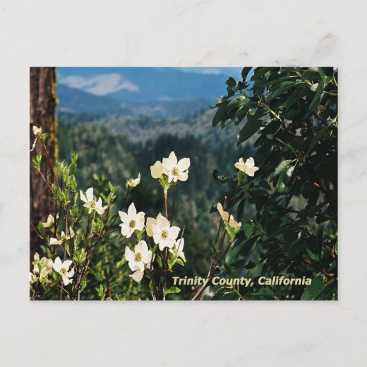 Dogwood's Blooming....... Briefkaart (Voorkant)