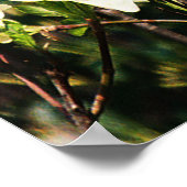 Dogwood's Blooming..... Poster (Hoek)