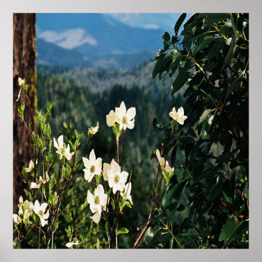 Dogwood's Blooming..... Poster (Voorkant)
