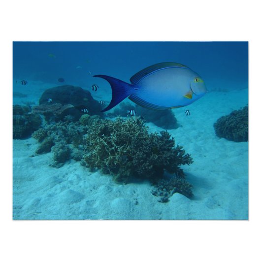 Doktorfisch Foto Afdruk (Voorkant)