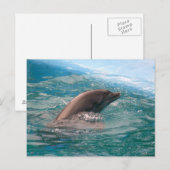 Dolfijn Ansichtkaart Briefkaart (Voorkant / Achterkant)