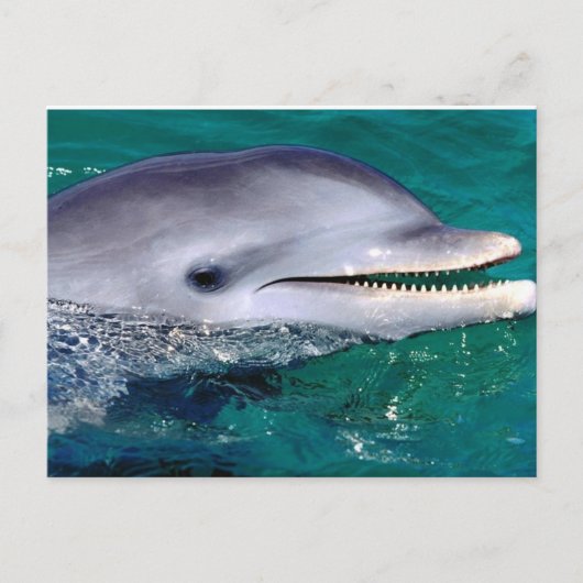 dolfijn briefkaart (Voorkant)