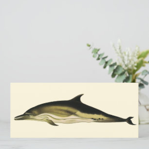 Dolfijn Delphinus Delphis, Vintage Mariene Dieren