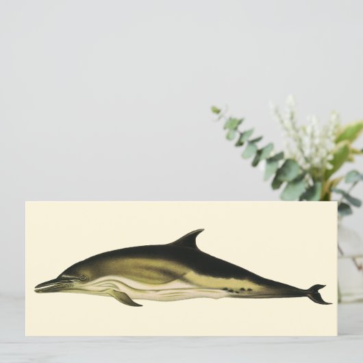 Dolfijn Delphinus Delphis, Vintage Mariene Dieren (Staand voorkant)