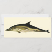Dolfijn Delphinus Delphis, Vintage Mariene Dieren (Voorkant)