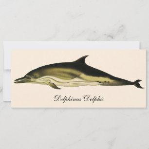 Dolfijn Delphinus Delphis, Vintage Mariene Dieren
