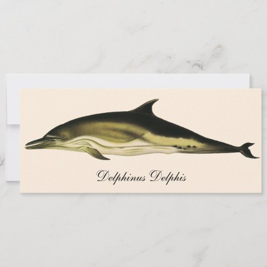 Dolfijn Delphinus Delphis, Vintage Mariene Dieren (Voorkant)