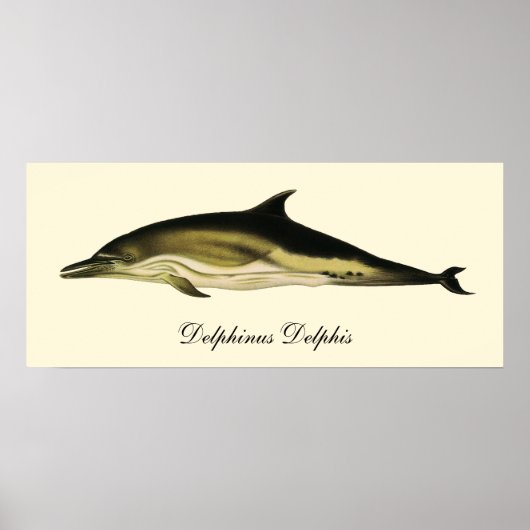 Dolfijn Delphinus Delphis, Vintage Mariene Dieren Poster (Voorkant)