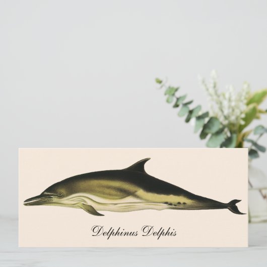 Dolfijn Delphinus Delphis,  zeezoogdieren (Staand voorkant)