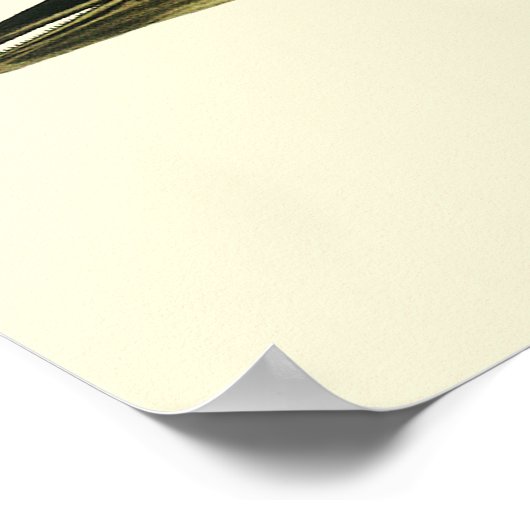 Dolfijn Delphinus Delphis,  zeezoogdieren Poster (Hoek)