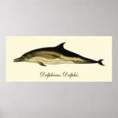 Dolfijn Delphinus Delphis,  zeezoogdieren Poster (Voorkant)