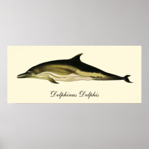 Dolfijn Delphinus Delphis,  zeezoogdieren Poster