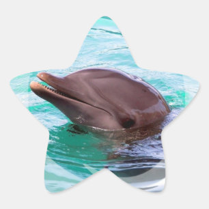 Dolfijn Design Stickers