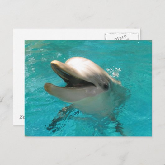 Dolfijn glimlachen briefkaart (Voorkant / Achterkant)