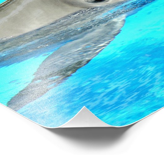 Dolfijn glimlachen foto afdruk (Hoek)