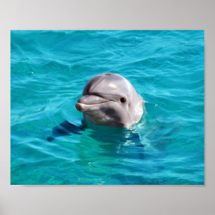 Dolfijn in Blauwe Water Foto Poster