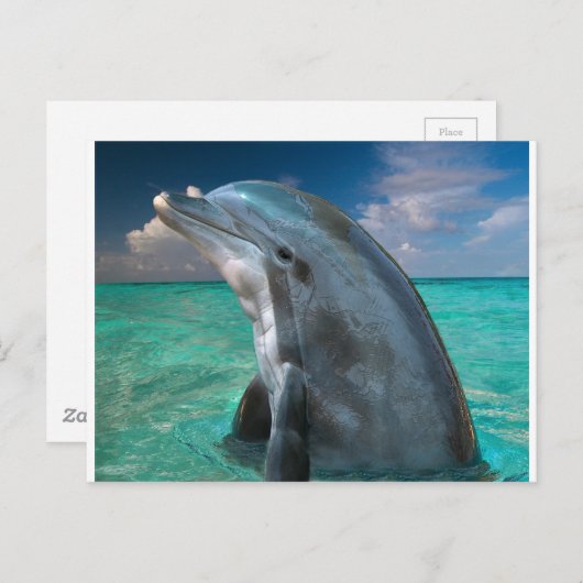 Dolfijn in de Bahama's Briefkaart (Voorkant / Achterkant)