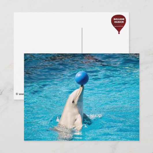 Dolfijn met een bal briefkaart (Voorkant / Achterkant)