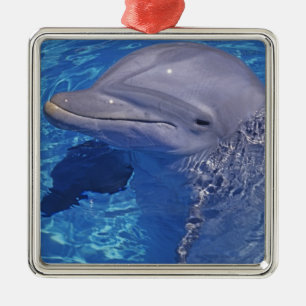 Dolfijn met flensoren, Tursiops Truncatus Metalen Ornament