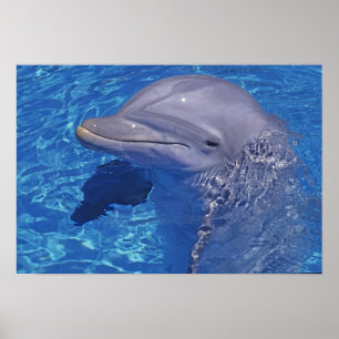 Dolfijn met flensoren, Tursiops Truncatus Poster
