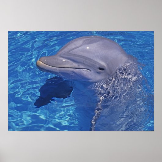 Dolfijn met flensoren, Tursiops Truncatus Poster (Voorkant)