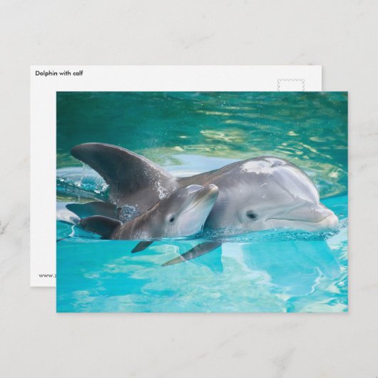 Dolfijn met kalf briefkaart (Voorkant / Achterkant)