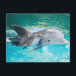 Dolfijn met kalf briefkaart<br><div class="desc">Mooie dierenkaart met een dolfijnvriendelijk kalf.</div>